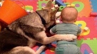 【犬と赤ちゃん】絶妙な関係！何をされても怒らない