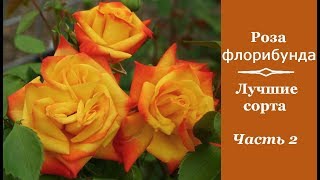 ❀ Роза флорибунда: лучшие сорта. Часть 2