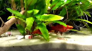 Аквариумный фильтр (своими руками)/Aquarium filter diy