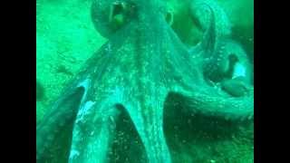 Giant octopus playing with scuba diver