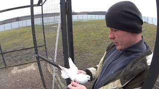 Голуби кроются в облаках! Николаевские голуби. Гривуны. Воронежская область. 19.12.17