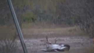 22 hornet buck kill