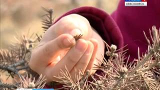 В центре Красноярска засыхают ели