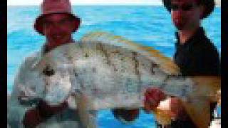 Monster Maori Sea Bream, Red emporer & heaps More!!  Reefari!!
