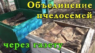 Объединение пчелосемей через газету. Не так страшно, как кажется.
