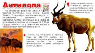 Энциклопедия для детей. Буква А. Антилопа.