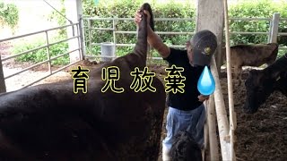 お母さん牛、まさかの育児放棄！こりゃ参った（泣）