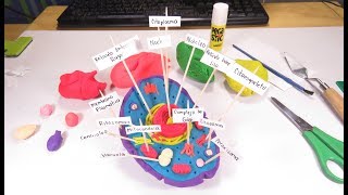 Cómo hacer la célula animal con plastilina de colores