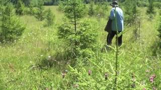 в лес по грибы 4 июля 2016 пешком/ первые грибы этого сезона