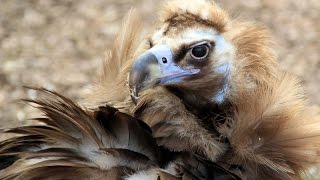 Бурый гриф Бородач (Aegypius monachus). Московский зоопарк (Moscow Zoo).