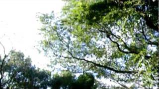 魚見岳で聴かれたツクツクボウシ2匹 10/31, 2011年