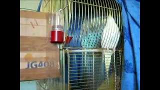 Корелла Фиби заболела (Кузя и Фиби) 3 The disease Corella