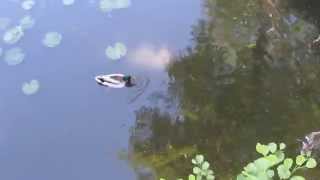 Дикие утки. Парк "Олександрия". Wild ducks. Park "Alexandria".
