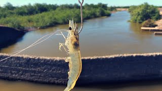 Pesca de ROBALO con CAMARON VIVO  - Pesca de ORILLA