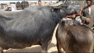 اسعار المواشي بسوق الأربعاء بادفو بأسوان اليوم 10.4.2019 # قناه الحلوين