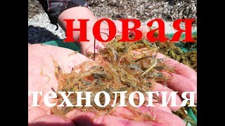 Как ловить креветок