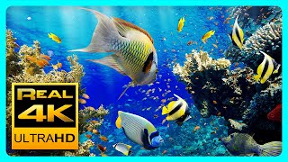 The Best 4K Aquarium for Relaxation II ? Relaxing Oceanscapes - Sleep Meditation 4K UHD Screensaver