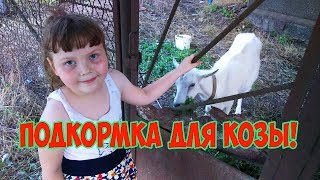 Много ли коза даёт молока? Подкормка для козы!