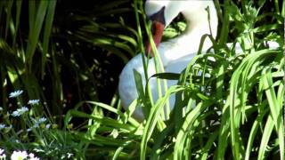Du Lac et Du Parc Grand Resort VIDEO UFFICIALE