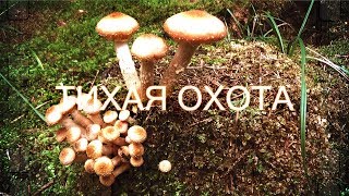 Поход за грибами ? «ТИХАЯ ОХОТА» Разнообразие грибов в Латвии ? 06.09.2018#01