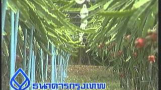 14 การปลูกแก้วมังกรนอกฤดู
