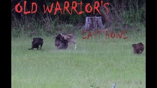 Coyote Hunting-- OLD WARRIOR'S LAST HOWL