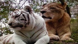 Big Cat Love