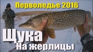 Зимняя рыбалка. РАЗДАЧА ЩУКИ НА ЖЕРЛИЦЫ. ПЕРВОЛЕДЬЕ.