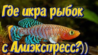По Вашим просьбам еще пару слов о живых аквариумных рыбках с Алиэкспресс! Продолжаем разговаривать п