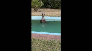 Kangaroo Sits Chest-Deep in Backyard Pool on Scorching Australia Day