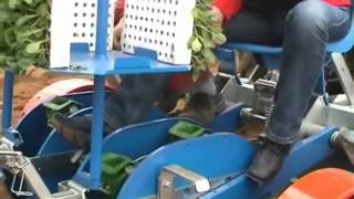 Рассадопосадочная машина FERRARI MULCH PLANTER   MODEL FPA