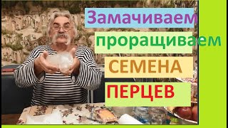 Как проверить семена на всхожесть Проращивание семян перцев