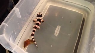 Watch This Adorable Baby Shark Emerge From Its Egg!