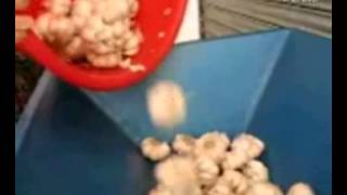 Машина для разделения чеснока / SFB800 Garlic clove separating Подробнее на http://arahis.com.ru