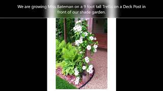 Clematis Miss Bateman