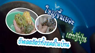 เต่าญี่ปุ่นสัตว์ใหม่ของบอสเซมเบ้อัพเดตสัตว์ทั้งหมด!