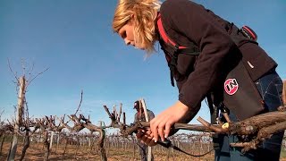 ELECTROCOUP F3015 INFACO in Viticulture EN