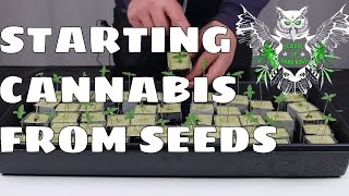 Growing Cannabis from Seeds | Documentary On How to Grow Marijuana at Home | Increased Yield