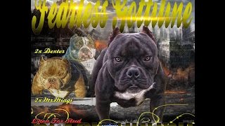 BULLY KODE 30 "INBREEDING, LINE BREEDING & FEED THE HUNGRY CHALLENGE"