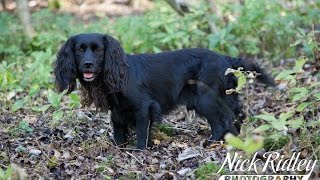 Hunting a Cocker Spaniel in the Beating Line of a Game Shoot