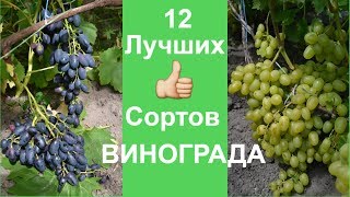 12 ВКУСНЕЙШИХ сортов ВИНОГРАДА?