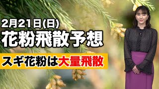 花粉飛散予想 2月21日日曜日
