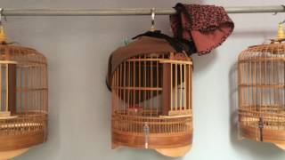 cách treo chim họa mi qua từng giai đoạn ( Chim Cảnh Đất Việt )