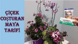 ÇİÇEK COŞTURAN KURU MAYA TARİFİ #MENEKŞE #ÇİÇEK, DOĞAL ÇİÇEK VE BİTKİ COŞTURAN YAPILIŞI