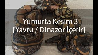 Yılan Yumurtası Kesimi 3 ( DİNOZOR içerir! ) - Piton Yavruları