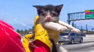 ? 10 most touching and exciting animal rescues