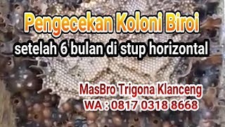 Pengecekan (Unbox) Koloni Lebah Trigona / Klanceng / Kelulut jenis Tetragonula biroi