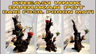 Kreasi Unik Dudukan Pot Dari Fosil Pohon Mati