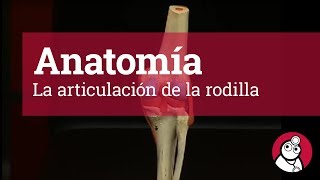 Anatomía:  La articulación de la rodilla