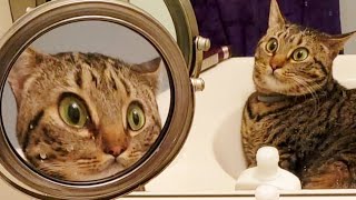 Weekly Funny Cats And Dogs Videos - Try Not To Laugh!
